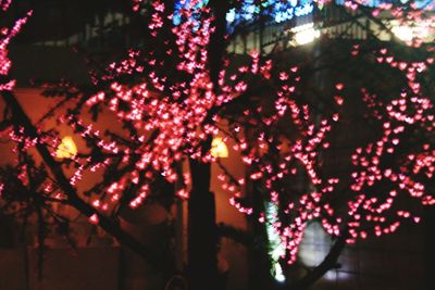 Close-up of illuminated christmas decorations at night
