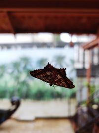 Close-up of dried leaf on wood