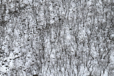 Full frame shot of snow covered plants