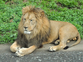 Close-up of lion relaxing outdoors