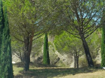 Trees in forest