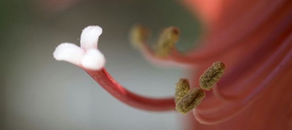 Close-up of pink flower