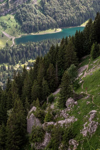 Pine trees by lake in forest against sky