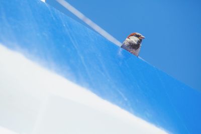 Low angle view of bird against clear blue sky