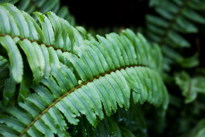 Close-up of fern