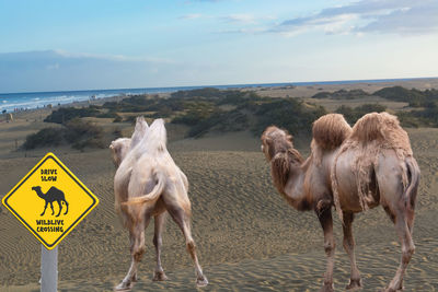 camel