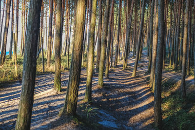 Panoramic shot of trees in forest