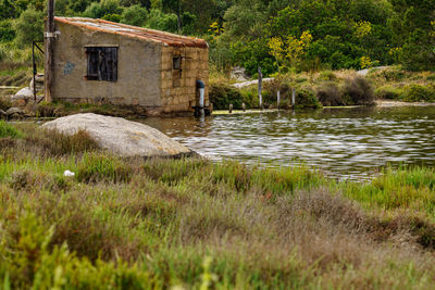 Plants growing on field by river against buildings