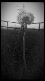 Close-up of dandelion flower