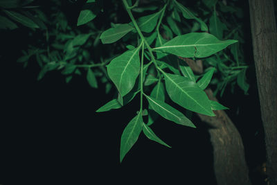 Close-up of green leaves