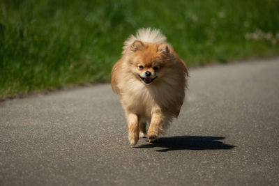 Portrait of dog on road in city