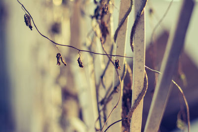 Close-up of spider web on plant