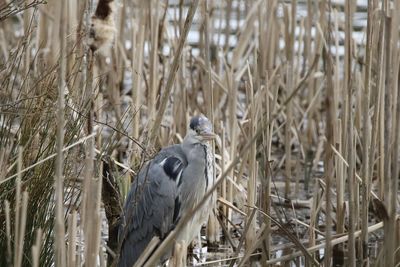 High angle view of gray heron perching on plant