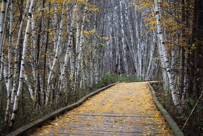 Dirt road amidst trees in forest during autumn