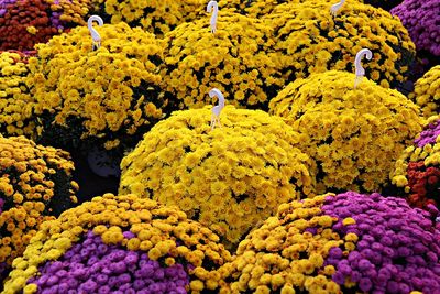 High angle view of purple flowering plants