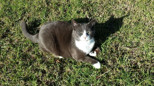 Portrait of cat sitting on grass