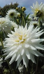 Close-up of white flowers