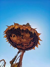 Low angle view of wilted sunflower against clear blue sky