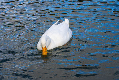 Large white domestic pekin peking aylesbury american white duck on lake pond low level close up view