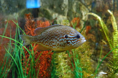 Small bass swimming in giant tank.