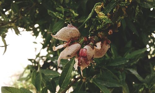 Low angle view of fruits on tree
