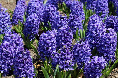 Close-up of purple flowering plants