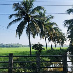 Palm trees on landscape against sky