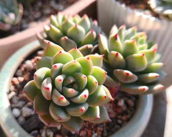 High angle view of cactus