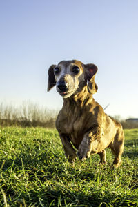 Dog looking away on field