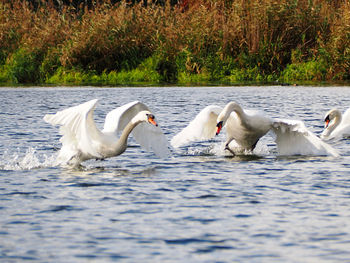 Swans swimming in lake