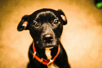 Portrait of black mixed-breed dog at home