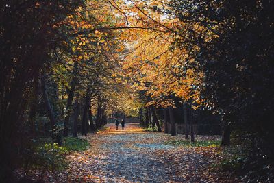 Footpath amidst trees in park during autumn