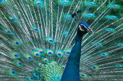 Close-up of peacock