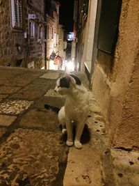 Dog on floor at night