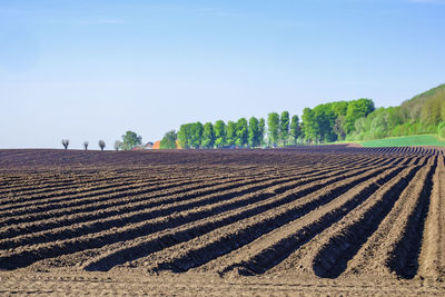 Scenic view of agricultural field against clear sky