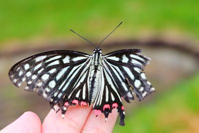 Close-up of butterfly on hand