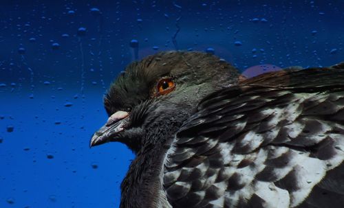 Close-up of a bird against blue sky