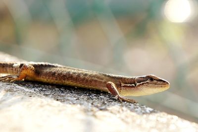 Close-up of a lizard