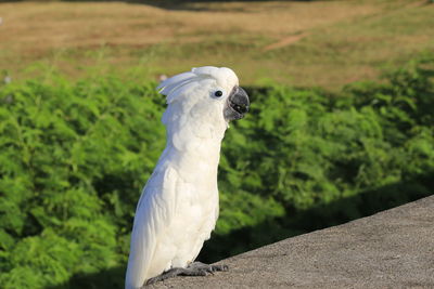 Close-up of a bird