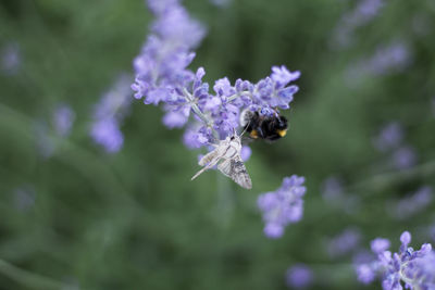 Bee pollinating on purple flower