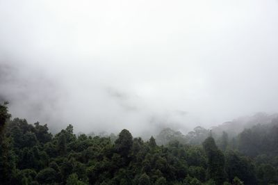 Low angle view of trees in forest against sky