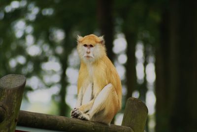 Monkey sitting on tree stump