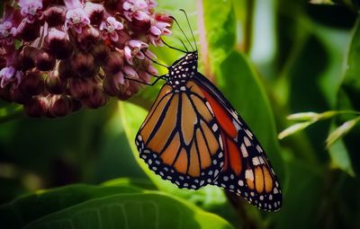 Close-up of butterfly on flower