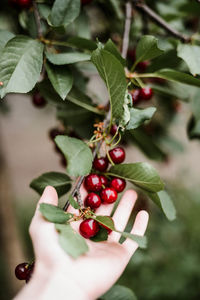 Close-up of cherry growing on plant