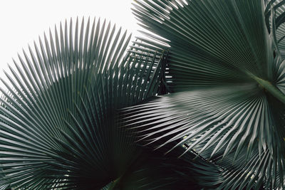 Close-up of palm leaves