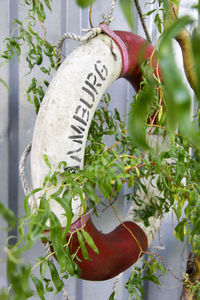 Close-up of plants