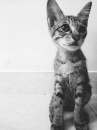 Portrait of cat looking at camera