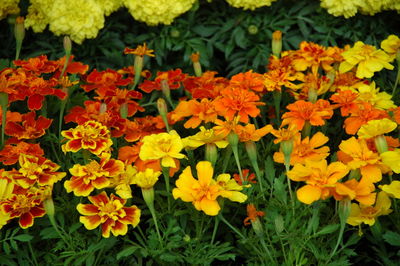 High angle view of yellow flowers