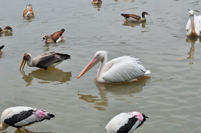 High angle view of ducks swimming in lake