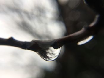 Close up of leaf